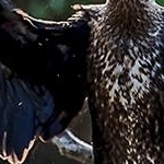204A6679  Le grand cormoran s'ébroue